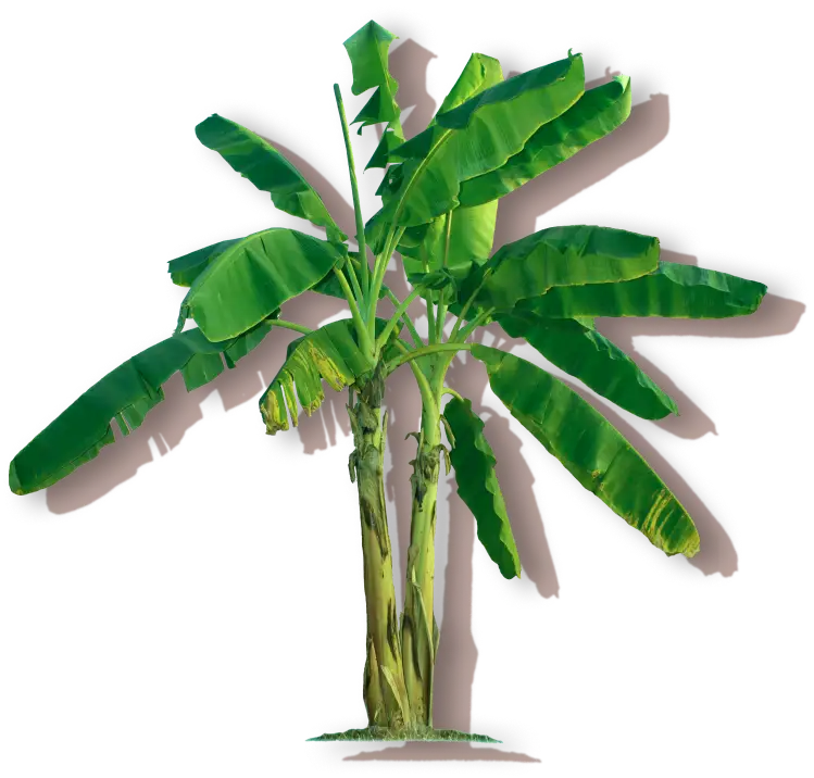 Banana tree